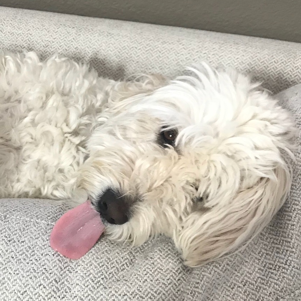 Meet your Posher, Natasha